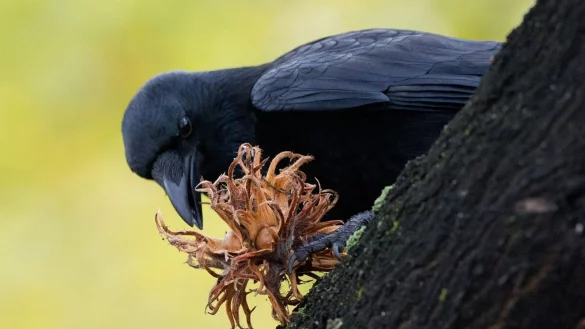 Charakteristisch f&uuml;r die Fr&uuml;chte der Baumhasel sind ihre krausen H&uuml;llbl&auml;tter. - &copy; Jochen L&uuml;bke/dpa/dpa-tmn