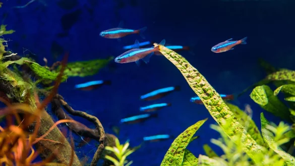 Auch nicht mit Futterautomat: Heimaquarien sollten bei Abwesenheit nicht l&auml;nger als drei Tage unbeaufsichtigt bleiben. - &copy; Andrea Warnecke/dpa-tmn