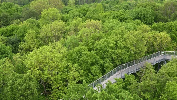 Besucher gehen &uuml;ber den Baumkronenpfad im Nationalpark Hainich unweit von Bad Langensalza. Der Nationalpark geh&ouml;rt seit 2011 zur Welterbest&auml;tte &laquo;Buchenurw&auml;lder der Karpaten und alte Buchenw&auml;lder Deutschlands&raquo;. - &copy; Martin Schutt/dpa