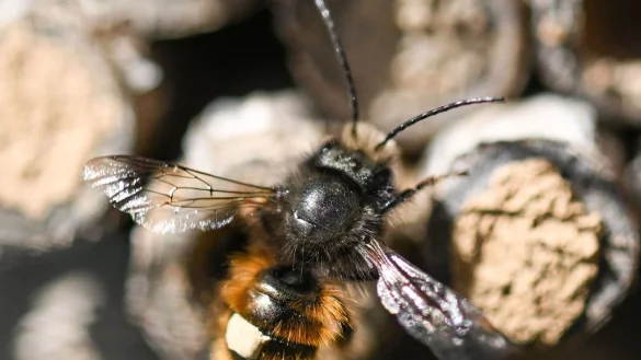 Willkommen! Der Rostroten Mauerbiene kann man mit Totholz ein Zuhause bieten. Denn darin baut sich die Wildbiene ihre Nester. - &copy; Arne Dedert/dpa/dpa-tmn