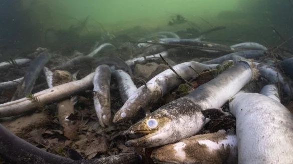 Mit erschreckenden Bildern von verst&uuml;mmelten und verendeten Aalen prangert der Schweizerische Fischerei-Verband (SFV) das Tierleid im Hochrhein an. - &copy; Jonas Steiner/Schweizerischer Fischerei- Verband/dpa