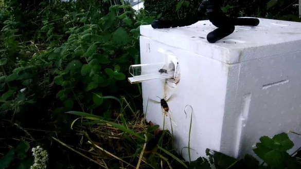 Das Foto zeigt eine Hummel (oben) und eine asiatische Hornisse. - &copy; Thomas O\'Shea-Wheller/dpa