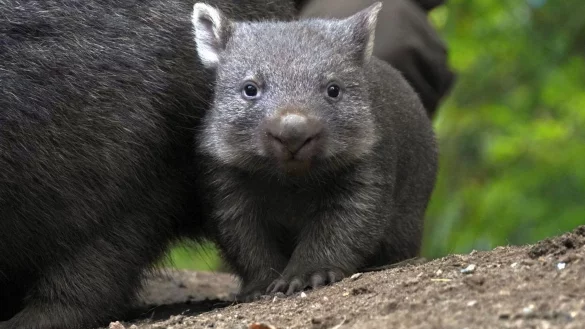Der Wombat-Nachwuch im Zoo Hannover. - &copy; Yvonne Riedelt/Zoo Hannover/dpa