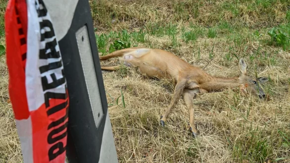 Totes Reh am Stra&szlig;enrand nach einer Kollision mit einem Fahrzeug. - &copy; Patrick Pleul/dpa