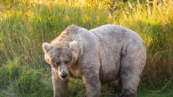 Bei der «Fat Bear»-Wahl in Alaska haben die dicksten Braunbären die besten Chancen auf den Titel. - © K. Moore/ukrin/dpa