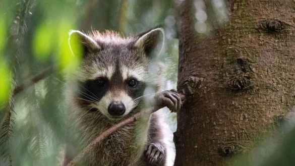 Ein Waschb&auml;r hatte sich in Schleswig-Holstein auf Bahngleise verirrt. (Archiv) - &copy; Lino Mirgeler/dpa