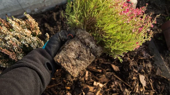 Bei herbstlichen Auspflanzungen sollte man auf einen lockeren und luftdurchl&auml;ssigen Boden achten. - &copy; Christin Klose/dpa Themendienst/dpa-tmn