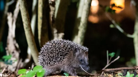 Ein junger Braunbrustigel ruht im Laub eines Gartenbusches. Er wurde zum Tier des Jahres 2024 gew&auml;hlt. - &copy; Jonas Walzberg/dpa/dpa-tmn