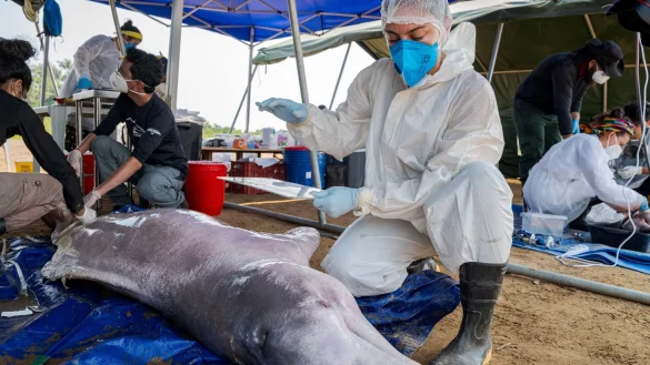 Wissenschaftler untersuchen im brasilianischen Tefe tot aufgefundene Flussdelfine. Die weltweite Population ist stark zur&uuml;ckgegangen. - &copy; Miguel Monteiro/Instituto Mamiraua/dpa