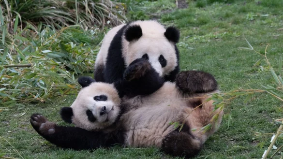 Die Pandab&auml;ren-Br&uuml;der Pit und Paule verlassen kommende Woche den Berliner Zoo. Sie ziehen nach China. Doch ihre Eltern bleiben in Deutschland. - &copy; Paul Zinken/dpa