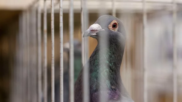 Eine Brieftaube sitzt in der Messehalle in ihrem K&auml;fig. - &copy; David Inderlied/dpa