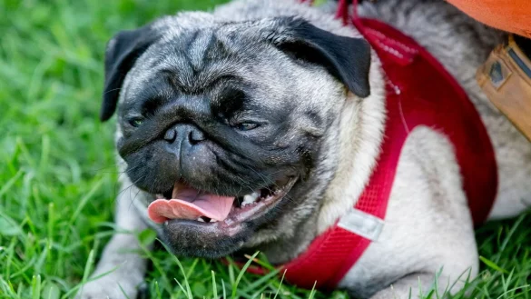 Ein Mops mit einer kurzen Nase leidet nicht selten unter Atemnot. - &copy; Christoph Soeder/dpa