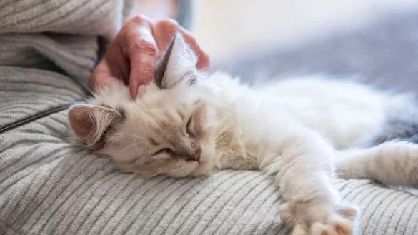 Katzen schnurren wenn sie entspannt sind, aber auch in stressigen Situationen. - &copy; Christin Klose/dpa-tmn