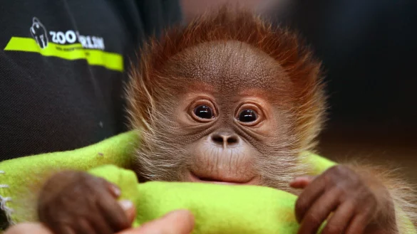 In vielen Zoos kann man Tierpatin oder Tierpate werden und f&uuml;r die Tiere und ihre Artgenossen eine Spendenpatenschaft &uuml;bernehmen. - &copy; Ralf Hirschberger/dpa-Zentralbild/dpa-tmn