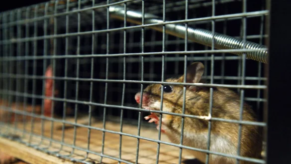 Eine gefangene Maus sitzt in einer Lebendfalle. US-Forscher w&auml;ren an ihr wohl interessiert. - &copy; Wolfgang Langenstrassen/dpa