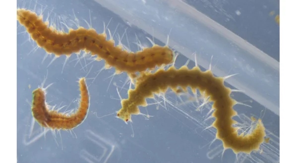 Megasyllis nipponica-W&uuml;rmer k&ouml;nnen ihr Hinterteil abl&ouml;sen. - &copy; Toru Miura/dpa