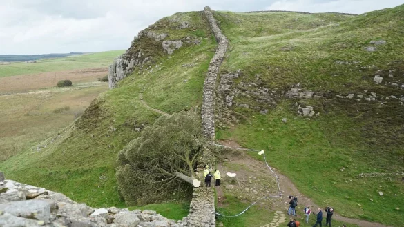 Ein illegal gef&auml;llter Baum hat den Hadrianswall besch&auml;digt. - &copy; Owen Humphreys/PA Wire/dpa