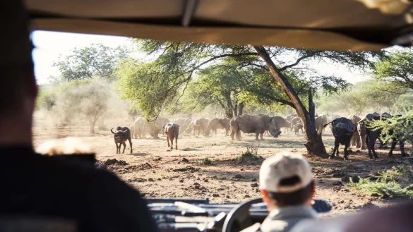 &laquo;Game&raquo;, wie Wildtiere in Afrika genannt werden: B&uuml;ffel und Breitmaulnash&ouml;rner, gespottet von einem Safarifahrzeug in der Provinz Limpopo aus, auf die sich der Kruger-Park teils erstreckt. - &copy; South African Tourism/dpa-tmn