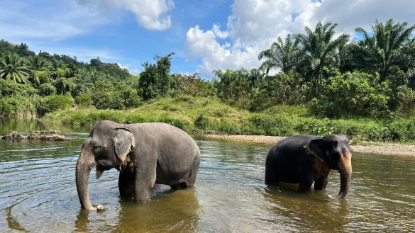 Zwei Elefanten in einem Fluss im Khao Sok Nationalpark im S&uuml;den von Thailand. - &copy; Carola Frentzen/dpa