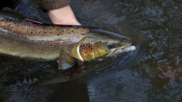 Ein laichreifer Lachs: Der atlantische Lachs ist auf der neuen Roten Liste der bedrohten Arten global nun als &laquo;potenziell gef&auml;hrdet&raquo; eingestuft worden. - &copy; Ronny Hartmann/dpa-Zentralbild/dpa
