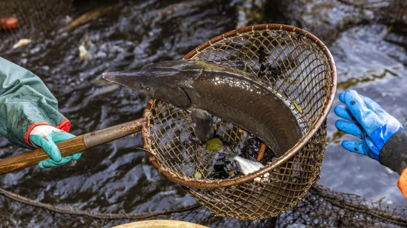 Ein St&ouml;r zappelt im Kescher (Archivbild). - &copy; Frank Hammerschmidt/dpa