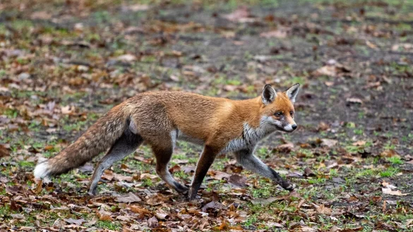In Berlin sind Füchse keine Seltenheit. - © Christophe Gateau/dpa