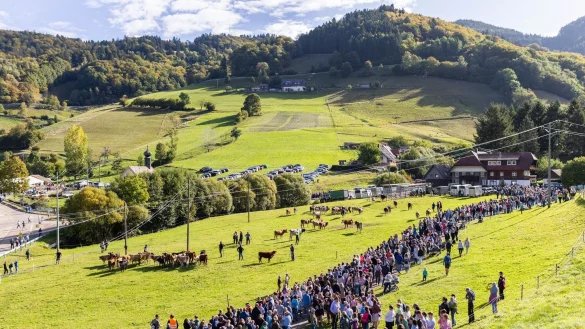 Es ist nach Veranstalterangaben wie ein kleines Volksfest, wenn das Vieh von den Weiden in die St&auml;lle zur&uuml;ckkehrt. - &copy; Philipp von Ditfurth/dpa