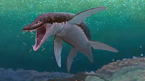 Der Lorrainosaurus geh&ouml;rt zu den &auml;ltesten bekannten Mega-Pliosauriern. - &copy; Joschua Knu?ppe/dpa