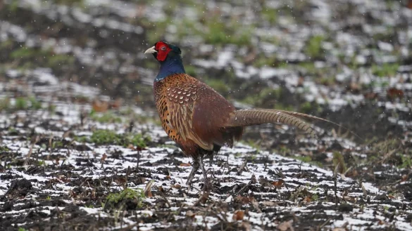 Ein Fasan l&auml;uft &uuml;ber einen Acker. In einer d&auml;nischen Fasanenzucht nahe der deutschen Grenze ist die Vogelgrippe nachgewiesen worden. - &copy; Marcus Brandt/dpa