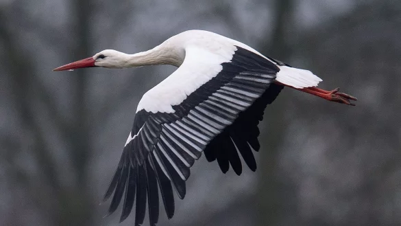 Ein Storch fliegt bei Temperaturen von knapp über null Grad über einen Acker. Manche Weißstörche überwintern auch in Deutschland. - © Niels Babbel/dpa