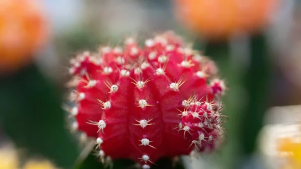 Kugel-Kombi: Erdbeerkaktus aus der Gattung Gymnocalycium mihanovichii. Diese Sorte, &laquo;Hibotan&raquo;, ist japanischen Ursprungs. Auf Japanisch hei&szlig;t Kaktus &uuml;brigens Kakutasu. - &copy; Andrea Warnecke/dpa-tmn