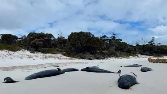An einem Strand in Tasmanien wurden mehr als 30 tote Grindwale entdeckt. - &copy; -/Department of Natural Resources and Environment Tasmania via AAP/dpa