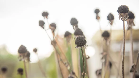 Verbl&uuml;hte Bl&uuml;tenst&auml;nde wie diese Sonnenh&uuml;te bieten Insekten einen R&uuml;ckzugsort f&uuml;r den Winter. - &copy; Christin Klose/dpa-tmn