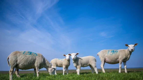 Schafe und L&auml;mmer stehen auf einer Wiese. - &copy; Sina Schuldt/dpa