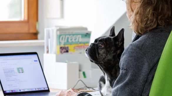 Die Franz&ouml;sische Bulldogge Kl&auml;rchen vom M&uuml;nchhof im B&uuml;ro der Werbeagentur media4nature auf dem Scho&szlig; einer Mitarbeiterin. - &copy; Daniel Karmann/dpa