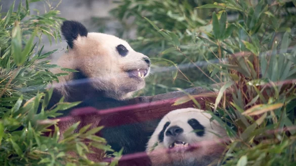 Die Pandas Paule (l) und Pit sitzen w&auml;hrend der Abschiedszeremonie in ihrem Gehege. - &copy; Sebastian Gollnow/dpa