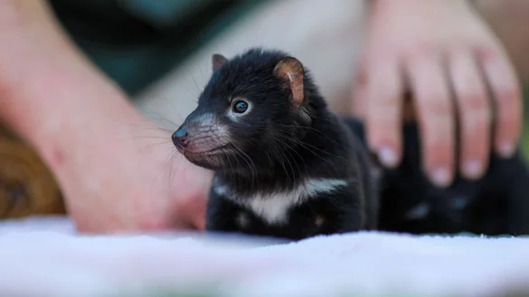 Der Beutelteufel Violet: Im Rahmen des Zuchtprogramms der Tierschutzorganisation Aussie Ark sind zahlreiche niedliche Jungtiere geboren. - &copy; --/Aussie Ark/dpa