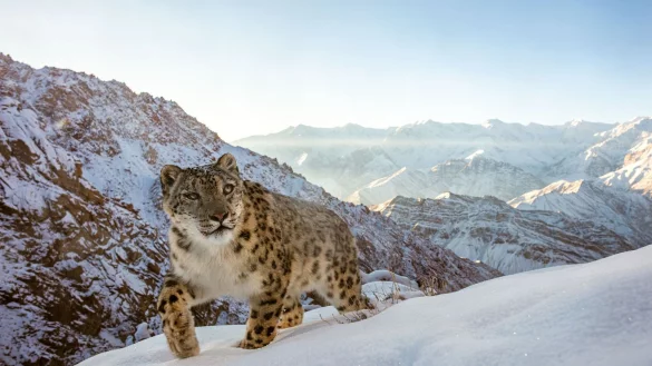 Ein Schneeleopard in der Ladakh-Bergkette im indischen Himalaja - auch dieses beeindruckende Bild hat Sascha Fonseca mit Hilfe einer Kamerafalle aufgenommen. - &copy; Sascha Fonseca/dpa-tmn