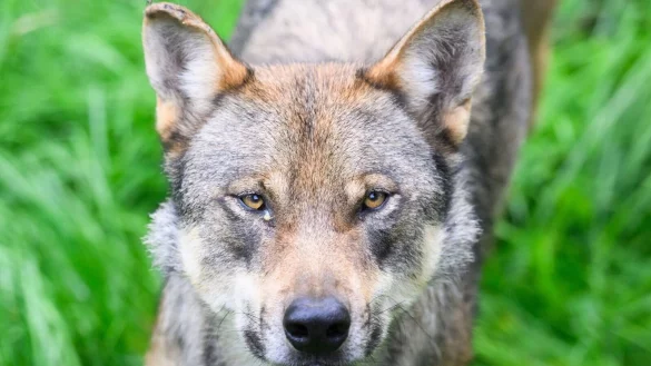 Ein Wolf steht im Gehege im Wisentgehege Springe. - &copy; Julian Stratenschulte/dpa