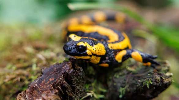 Ein Feuersalamander im Tiergarten N&uuml;rnberg. Die Art ist bedroht, unter anderem durch eine Pilzerkrankung. - &copy; Daniel Karmann/dpa