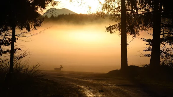 Vor allem auf Strecken, die an un&uuml;bersichtlichen Wald- und Feldr&auml;ndern verlaufen, steigt mit der Umstellung auf Winterzeit wieder das Risiko f&uuml;r Wildunf&auml;lle. - &copy; Andreas Gebert/dpa/dpa-tmn