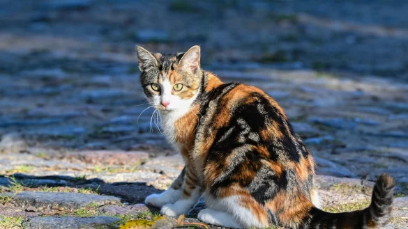Die Hauskatze gelangte vor mehr als 2000 Jahren &uuml;ber den Nahen Osten nach Europa. - &copy; Patrick Pleul/dpa