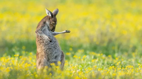 Rock The House: &laquo;Air Guitar Roo&raquo; von Jason Moore. - &copy; Jason Moore/Comedy Wildlife Awards 2023/dpa