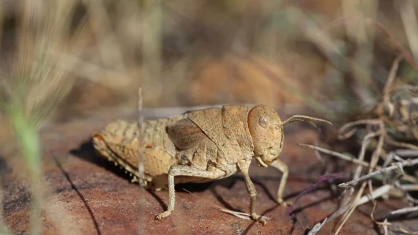 Die Crau-Schrecke (Prionotropis rhodanica) geh&ouml;rt zu den vom Aussterben bedrohten Arten. - &copy; Axel Hochkirch/Mus&eacute;e National dHistoire Naturelle/dpa