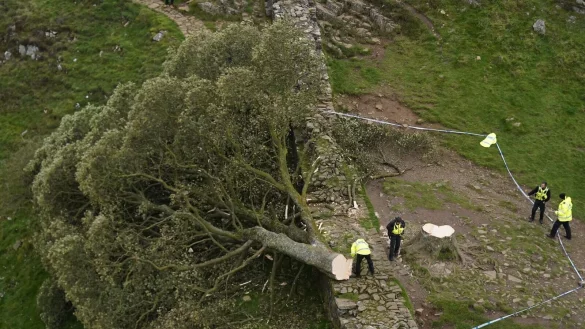 Die Abholzung des &laquo;Robin-Hood-Baums&raquo; hatte in Gro&szlig;britannien Trauer und Entsetzen ausgel&ouml;st. - &copy; Owen Humphreys/PA Wire/dpa