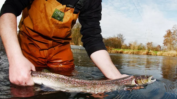 Ein Mitarbeiter des Fischereiverbandes Nordrhein-Westfalen h&auml;lt einen Lachs in der Hand. - &copy; Oliver Berg/dpa