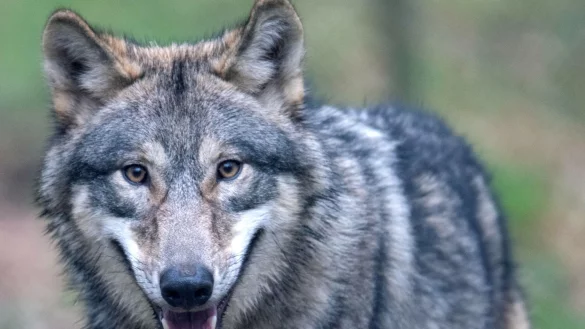 Ein Wolf l&auml;uft durch ein Freigehege. - &copy; Boris Roessler/dpa/Symbolbild
