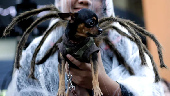Keine gute Idee: Kost&uuml;me schr&auml;nken Vierbeiner in Kommunikation und Bewegungsfreiheit ein. - &copy; Ritchie B. Tongo/epa/dpa-tmn