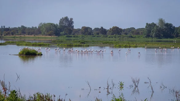 In dem 1969 gegr&uuml;ndeten Nationalpark Do&ntilde;ana, der zusammen mit einer als Naturpark gesch&uuml;tzten Fl&auml;che und einer Pufferzone etwa halb so gro&szlig; wie das Saarland ist, geht der Grundwasserspiegel schon seit Jahren zur&uuml;ck. - &copy; Francisco J. Olmo/EUROPA PRESS/dpa