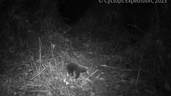 Ein Attenborough-Langschnabeligel ist in den Zyklopenbergen der indonesischen Provinz Papua vor die Linse einer Kamera gelaufen. - &copy; Cyclops Expedition/dpa